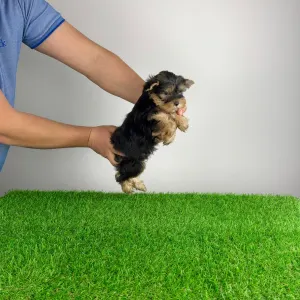 Yorkshire Terrier - Nero