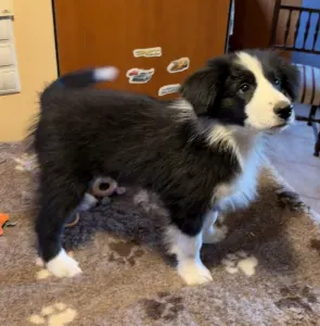 Border Collie - Generico 