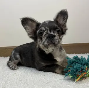 Bulldog francese - Selena