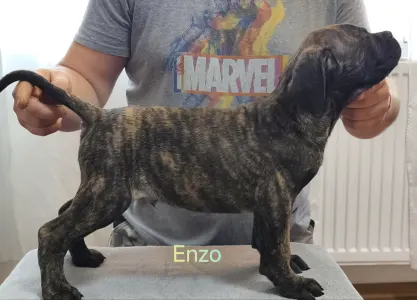 Cane Corso Italiano - Forza Di Diavolo Enzo