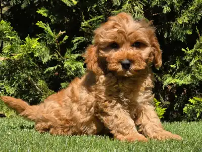 Cavapoo - Mike