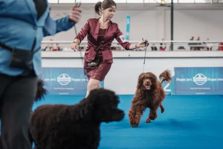 Portuguese Water Dog - Stella Maris 