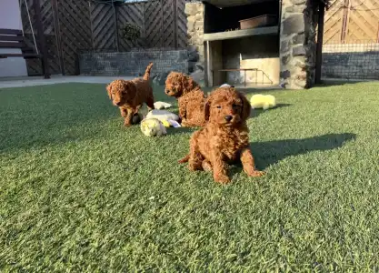 Poodle Miniature - Bravados D