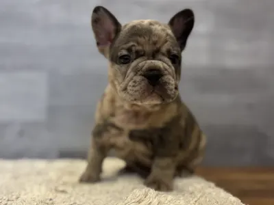 Francia bulldog - Thor 
