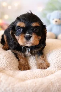 Cavalier King Charles Spaniel - Joschi