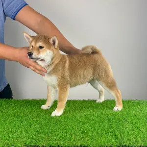 Shiba - Ilfov