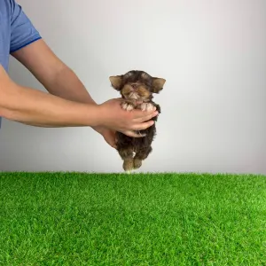 Yorkshire Terrier - Livius