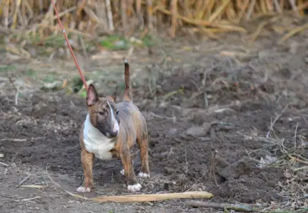 Miniature Bullterrier - Jake