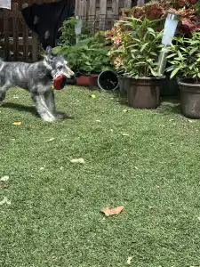 Afghanischer Windhund - Ubauro