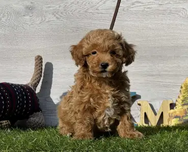 Мальтипу - Kasandra