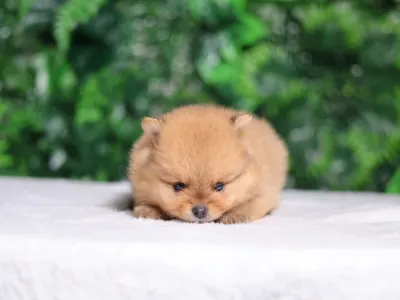German Pomeranian Spitz - Leonardo๐