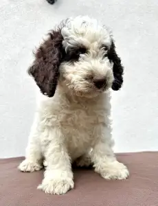 Spanischer Wasserhund - Bandido