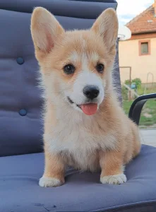 Corgi galez Pembroke - Charlotte