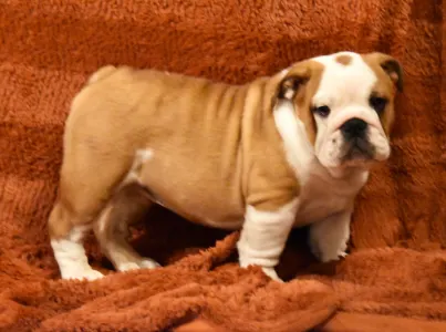 Bulldog - Rengőhegyi-ormán Brúnó