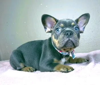 Bouledogue français - Alfie