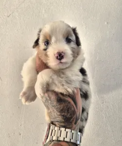 Australian Shepherd - Dani