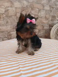 Yorkshire Terrier - Tina