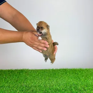 Shiba inu - Xena