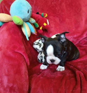 Boston Terrier - Erni