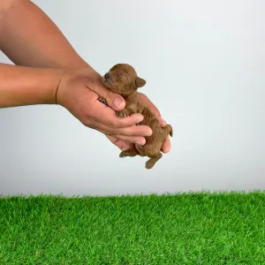 Toy Pudel - Sarolta