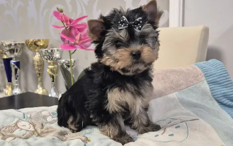 Yorkshire Terrier - Batman Of Midsummer Nights Miracle 