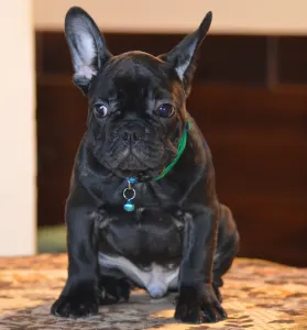 Французский бульдог - Xherathos
