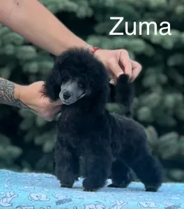 Törpe uszkár - Disney Dream Zuma