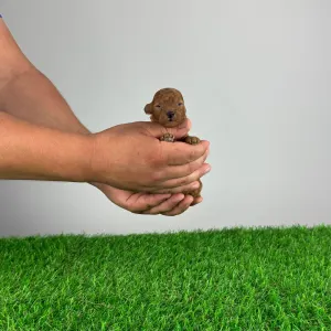 Poodle Toy - Jubela