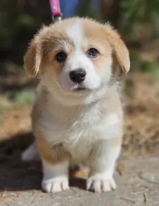 Pembroke Welsh Corgi - Nudli