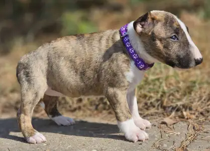 Miniatűr bullterrier - Piszok