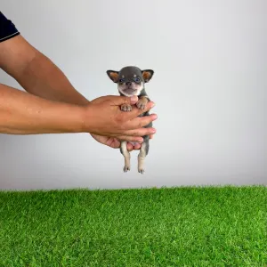 Chihuahua - Nimrod