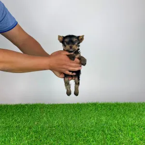 Yorkshire Terrier - Yosie