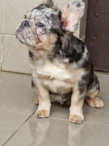 French Bulldog - Drahma