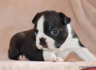 Boston Terrier - Suzie On Hold