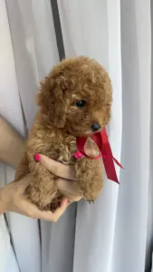 Той-пудель - Riella Roysl Legend Of The Kanis