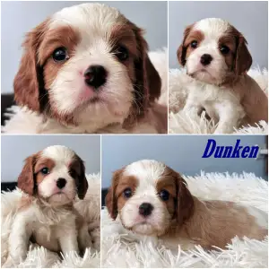 Cavalier King Charles spániel - Dunken