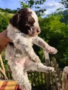 Lagotto Romanjolo - Delittle The Royal Town Of Bobovac