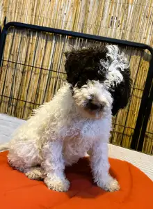 Lagotto Romagnolo - Gruffi Gummi