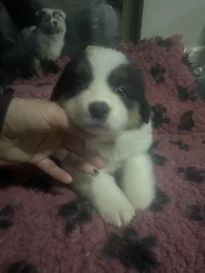 Border Collie - Tricolor Szuka