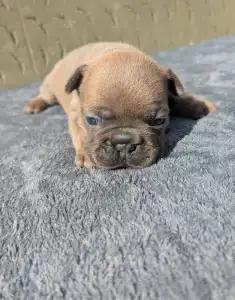 Французский бульдог - Kira