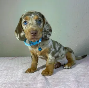 Dachshund - Chris