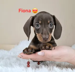 Dackel - Fiona 