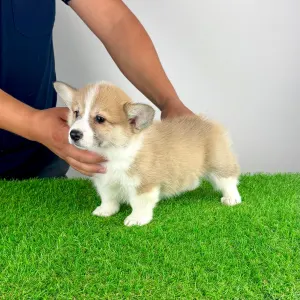 Corgi galez Pembroke - Dini
