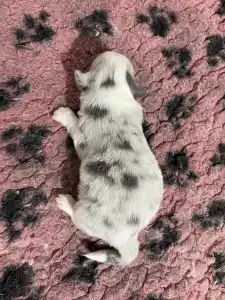 Border Collie - Bounty/slate Sable Kan