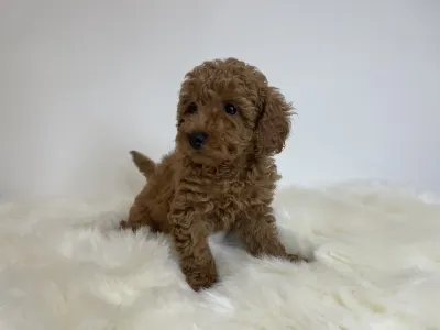 Poodle Miniature - Odett