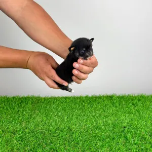 Chihuahua - Flac