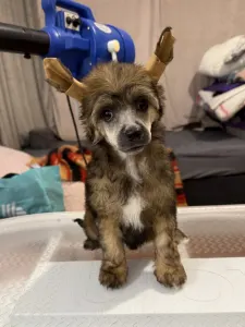 Chinese Crested Dog - Powder Sable Boy