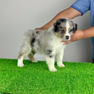 Australian Shepherd - Vonny