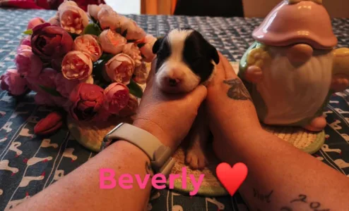 Border Collie - Beverly