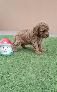 Caniche Nain - Braxton